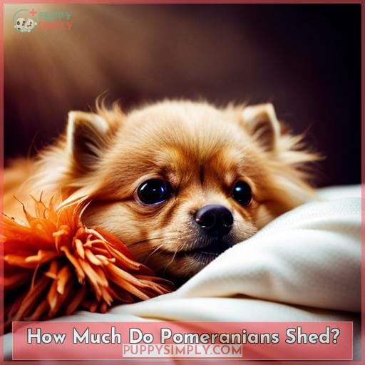 How Much Do Pomeranians Shed How Much Do Pomeranians Shed