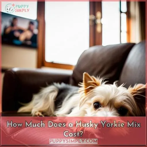 How Much Does a Husky Yorkie Mix Cost