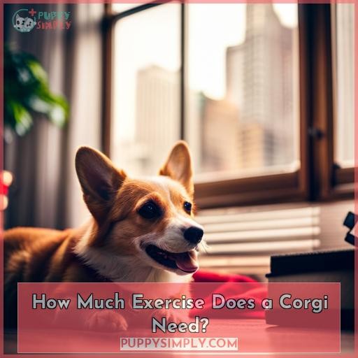 How Much Exercise Does a Corgi Need