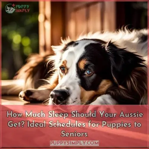 how much sleep does an australian shepherd need