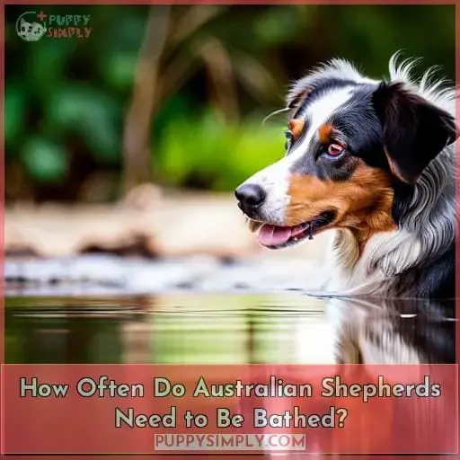How Often Do Australian Shepherds Need to Be Bathed