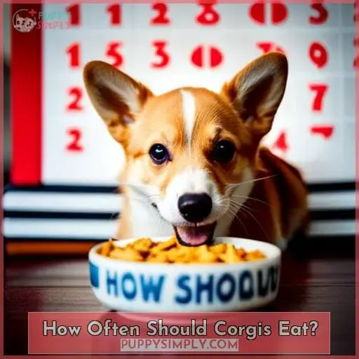 How Often Should Corgis Eat