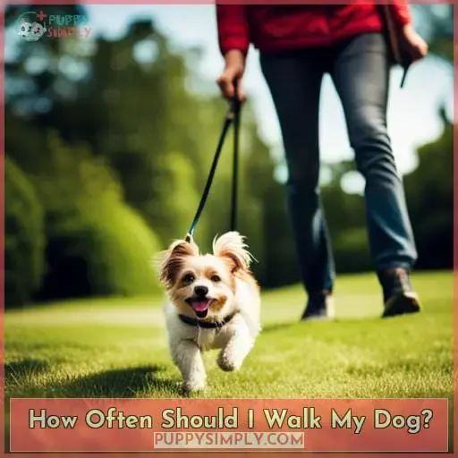 How Often Should I Walk My Dog