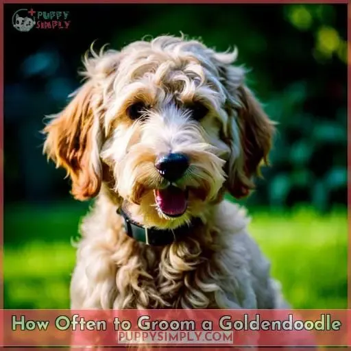 How Often to Groom a Goldendoodle