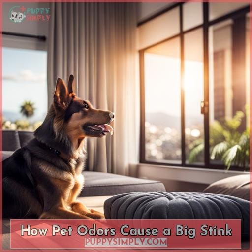 How Pet Odors Cause a Big Stink