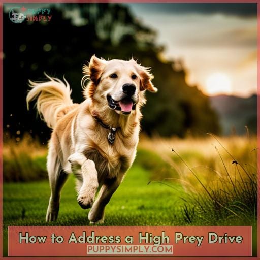 How to Address a High Prey Drive