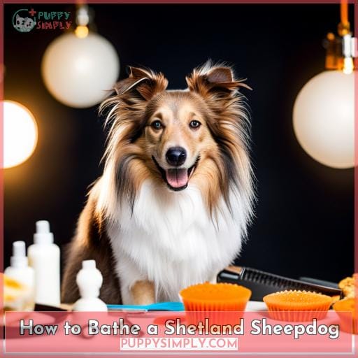 How to Bathe a Shetland Sheepdog