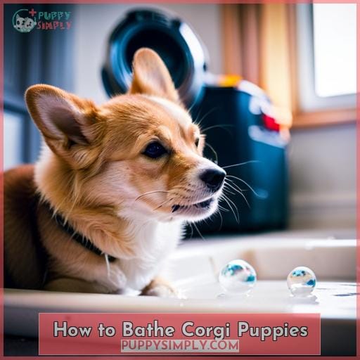 How to Bathe Corgi Puppies