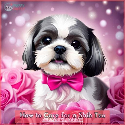 How to Care for a Shih Tzu