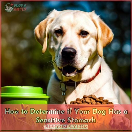 How to Determine if Your Dog Has a Sensitive Stomach