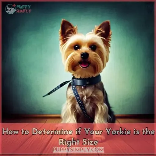 How to Determine if Your Yorkie is the Right Size