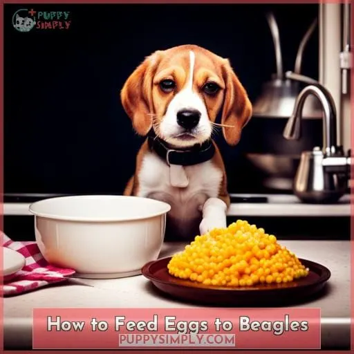 How to Feed Eggs to Beagles