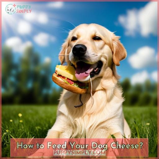How to Feed Your Dog Cheese