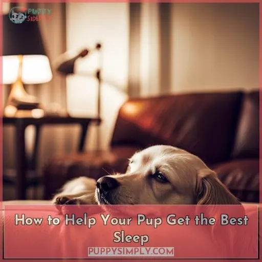 How to Help Your Pup Get the Best Sleep