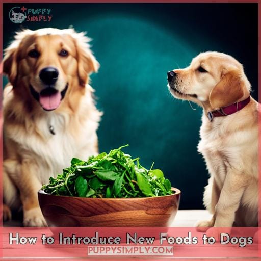 How to Introduce New Foods to Dogs