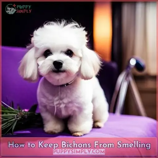 How to Keep Bichons From Smelling