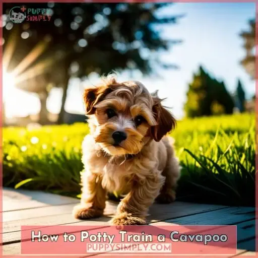 How to Potty Train a Cavapoo