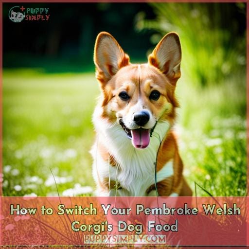 How to Switch Your Pembroke Welsh Corgi