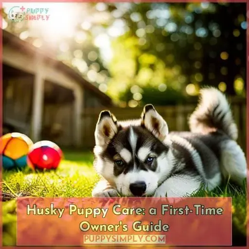 how to take care of a husky puppy a first time owners guide