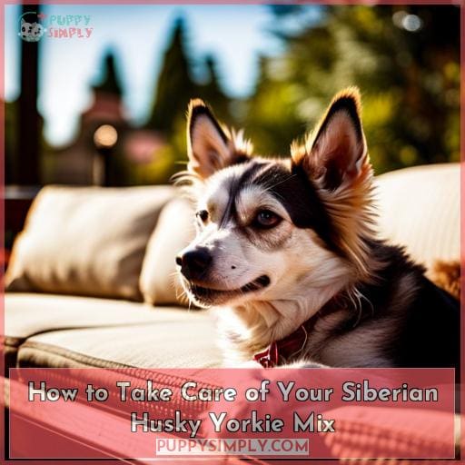 How to Take Care of Your Siberian Husky Yorkie Mix