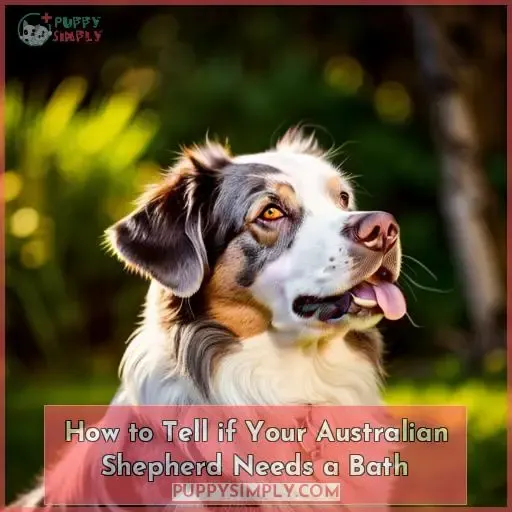How to Tell if Your Australian Shepherd Needs a Bath