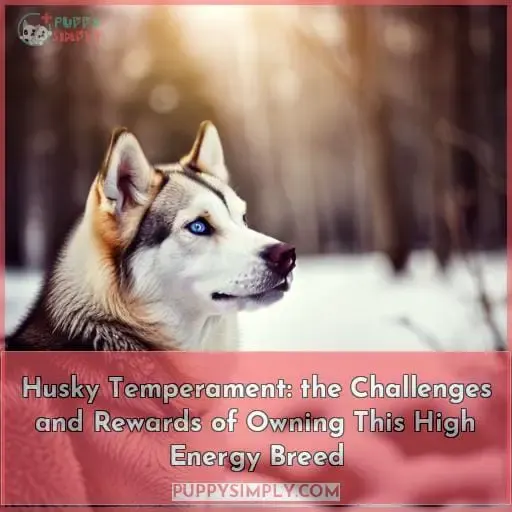 husky temperament whats it like owning one