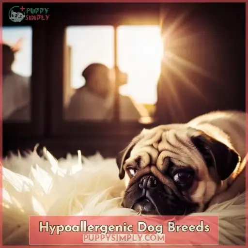 Hypoallergenic Dog Breeds
