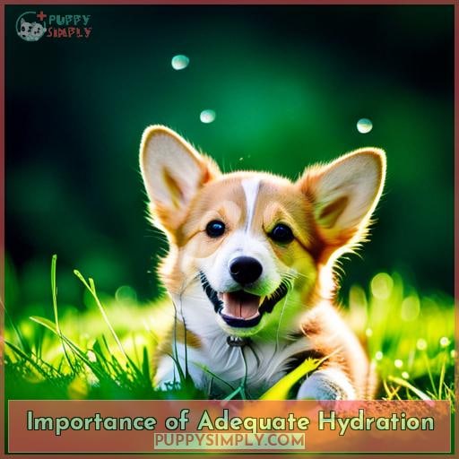 Importance of Adequate Hydration