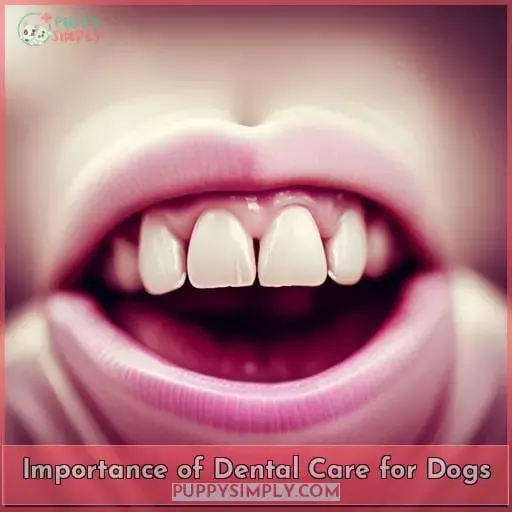 Importance of Dental Care for Dogs