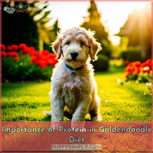 Importance of Protein in Goldendoodle Diet
