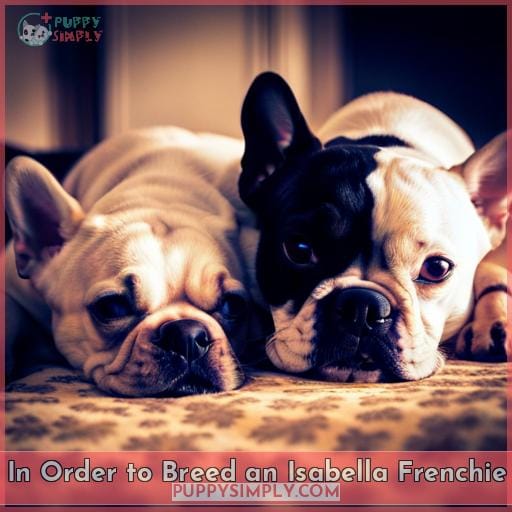 In Order to Breed an Isabella Frenchie