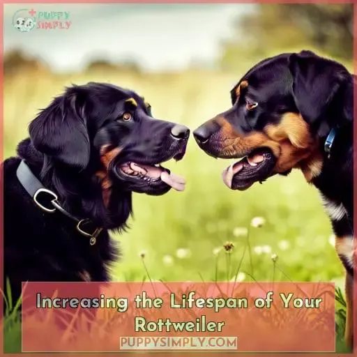 Increasing the Lifespan of Your Rottweiler