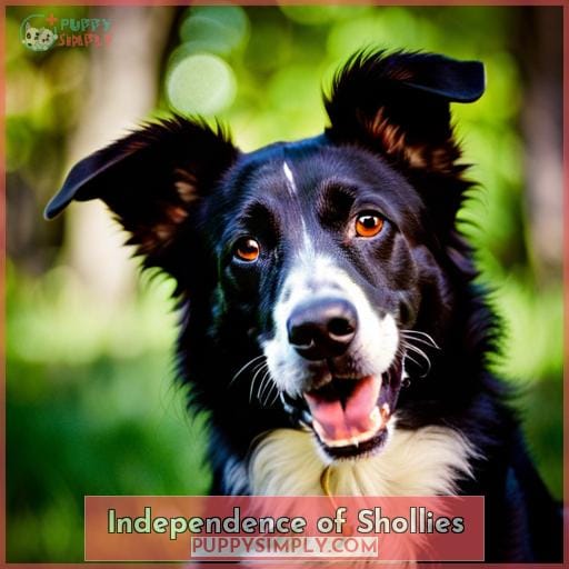Independence of Shollies