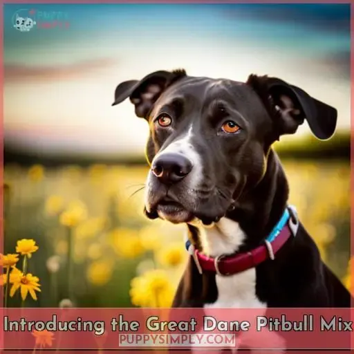 Introducing the Great Dane Pitbull Mix