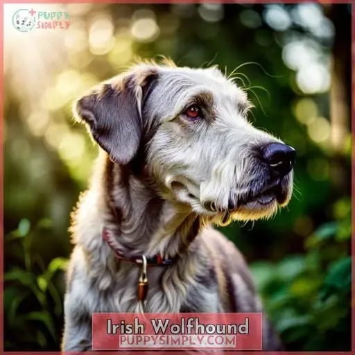 Irish Wolfhound