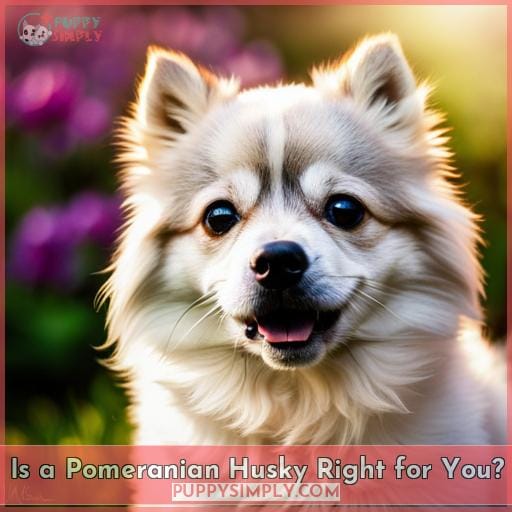 Is a Pomeranian Husky Right for You