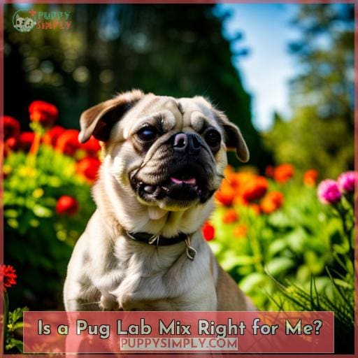 Is a Pug Lab Mix Right for Me