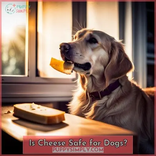 Is Cheese Safe for Dogs