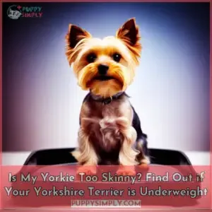 is my yorkie too skinny explained