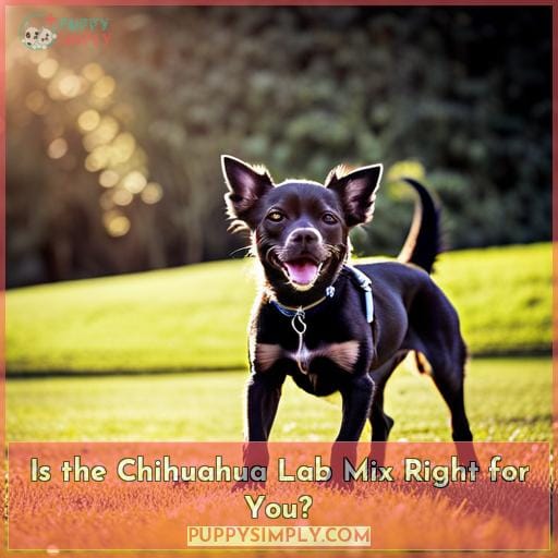 Is the Chihuahua Lab Mix Right for You