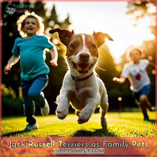 Jack Russell Terriers as Family Pets