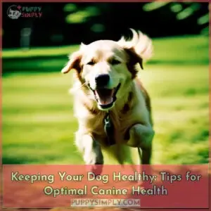keeping your dog healthy