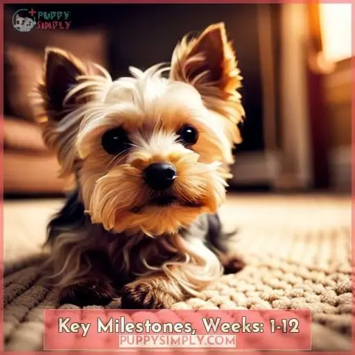 Key Milestones, Weeks: 1-12