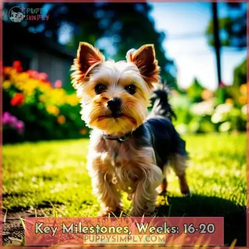 Key Milestones, Weeks: 16-20