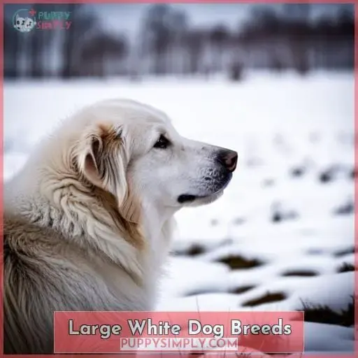 Large White Dog Breeds