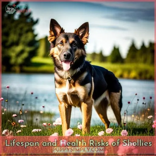 Lifespan and Health Risks of Shollies