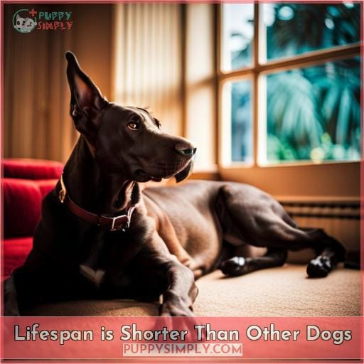 Lifespan is Shorter Than Other Dogs