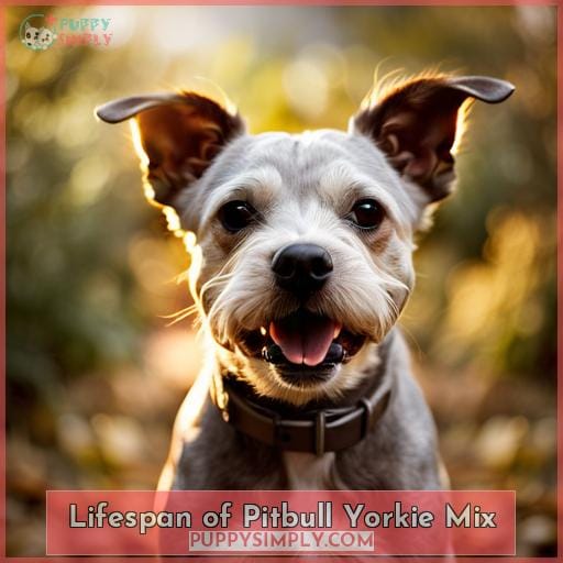 Pitbull Yorkie Mix: a Feisty and Lovable Small Dog Breed Hybrid