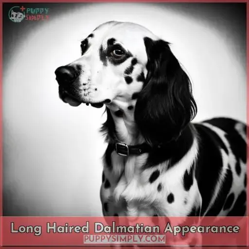 Long Haired Dalmatian Appearance