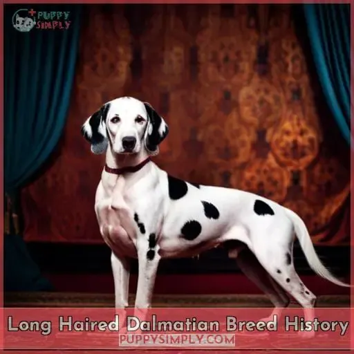 Long Haired Dalmatian Breed History